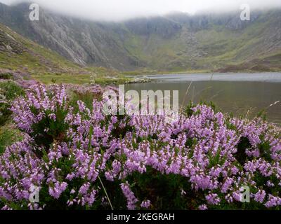 Fotos von Wildblumen in den walisischen Bergen des Snowdonia-Nationalparks Stockfoto