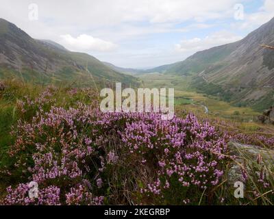 Fotos von Wildblumen in den walisischen Bergen des Snowdonia-Nationalparks Stockfoto