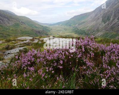 Fotos von Wildblumen in den walisischen Bergen des Snowdonia-Nationalparks Stockfoto