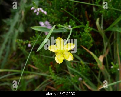 Fotos von Wildblumen in den walisischen Bergen des Snowdonia-Nationalparks Stockfoto