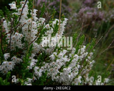 Fotos von Wildblumen in den walisischen Bergen des Snowdonia-Nationalparks Stockfoto