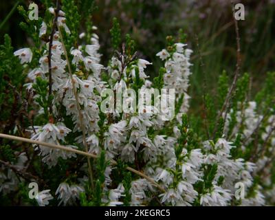 Fotos von Wildblumen in den walisischen Bergen des Snowdonia-Nationalparks Stockfoto