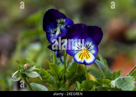Wild Stiefmütterchen Makro Nahaufnahme Schrotf Stockfoto