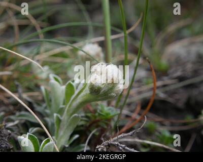 Fotos von Wildblumen in den walisischen Bergen des Snowdonia-Nationalparks Stockfoto