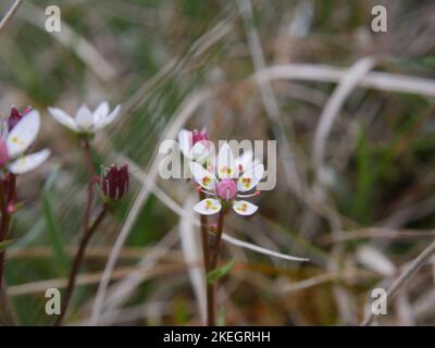 Fotos von Wildblumen in den walisischen Bergen des Snowdonia-Nationalparks Stockfoto