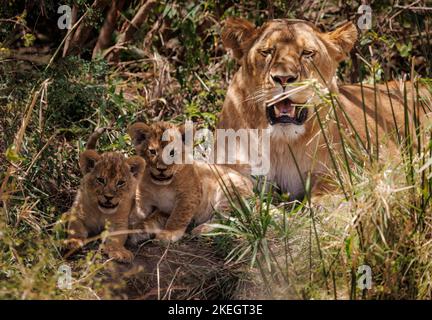 Löwen in den Mara, Kenia, Afrika Stockfoto