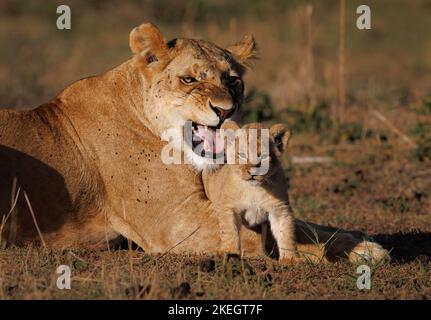 Löwen in den Mara, Kenia, Afrika Stockfoto