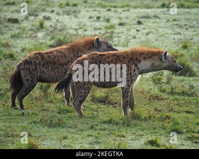 2 Gefleckte Hyänen (Crocuta crocuta) beobachten, wie Löwen in der Morgendämmerung aus sicherer Entfernung auf tauchem Grasland der Masai Mara Conservancies, Kenia, Afrika, töten Stockfoto