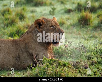 Alleinerziehender junger erwachsener männlicher Löwe mit heißem, dampfendem Atem im Morgendämmerung-Grasland mit starkem Tau von Masai Mara Conservancies, Kenia, Afrika Stockfoto
