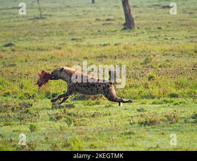 Gefleckte Hyäne (Crocuta crocuta), die mit hoher Geschwindigkeit laufen und Warthog (Phacochoerus africanus) von Löwen gestohlen wird - Masai Mara Conservancies, Kenia, Afrika Stockfoto