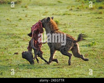 Gefleckte Hyäne (Crocuta crocuta), die mit hoher Geschwindigkeit laufen und Warthog (Phacochoerus africanus) von Löwen gestohlen wird - Masai Mara Conservancies, Kenia, Afrika Stockfoto