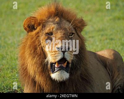 Alleinerwachsener männlicher Löwe (Panthera leo) mit großer Mähne, starken Zähnen und schweren Gesichtsvernarbung, keuchend im Grasland der Masai Mara Conservancies, Kenia, Afrika Stockfoto
