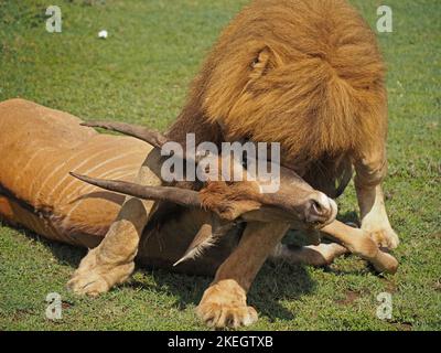 Großer blonder männlicher Löwe (Panthera leo), der die Kadaver des getöteten Eland (Tragelaphus derbii) über das Grasland zieht - Masai Mara Conservancies, Kenia, Afrika Stockfoto