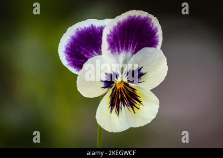 Wilde Stiefmütterchen Makro Nahaufnahme Stockfoto