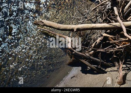 Driftwood auf einem sandigen Flussstrand aus nächster Nähe. Stockfoto