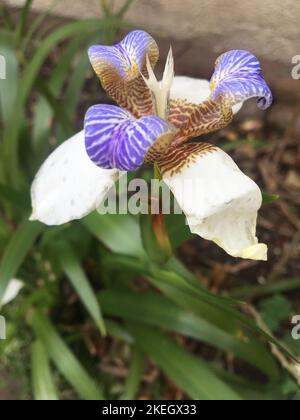 Blumen einer Neomarica gracilis (Walking Iris) Stockfoto