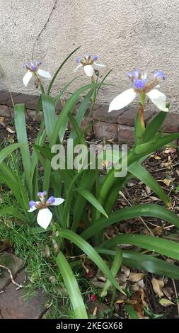 Blumen einer Neomarica gracilis (Walking Iris) Stockfoto