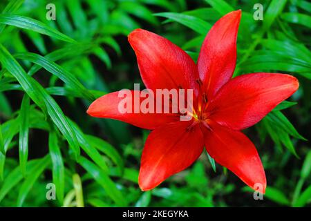 Eine hübsche Lilienblume, die wunderschön lebhaft blüht Stockfoto