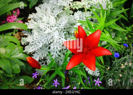 Eine hübsche Lilienblume, die wunderschön lebhaft blüht Stockfoto