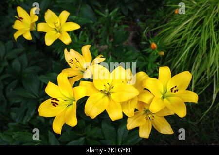 Eine hübsche Lilienblume, die wunderschön lebhaft blüht Stockfoto