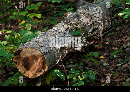Ein gefällter Baumstamm, der im Wald liegt, mit schuppigen Pilzen, die überall darin wachsen, umgeben von grünem Laub Stockfoto