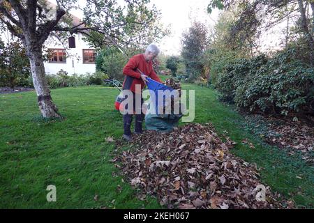 Laub rechen vor dem letzten Rasenschnitt, Deutschland Stockfoto