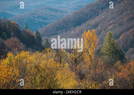 Farbenfrohes Herbstlaub Parco Nazionale Abruzzen Italien Stockfoto