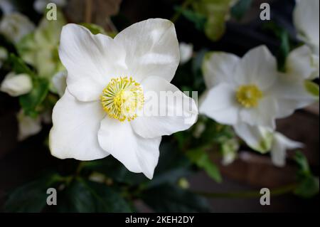 Helleborus niger weiße Blütenblätter und gelbe Pollen der weihnachtsrose Stockfoto