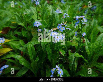 Fotos von Wildblumen, die in britischen Wäldern gefunden wurden. Laubwälder sind ein gemeinsames Ökosystem in der walisischen Umwelt Stockfoto