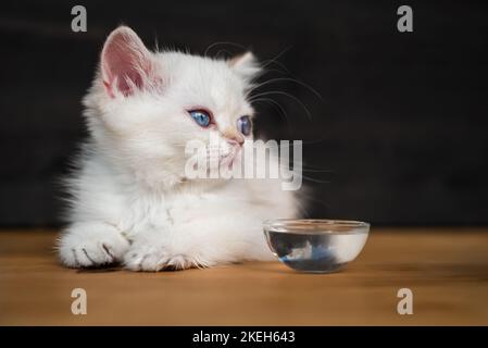 Niedliche blaue Augen Katze liegt auf Holztisch. Weiße britische Kurzhaarkätzchen. Stockfoto