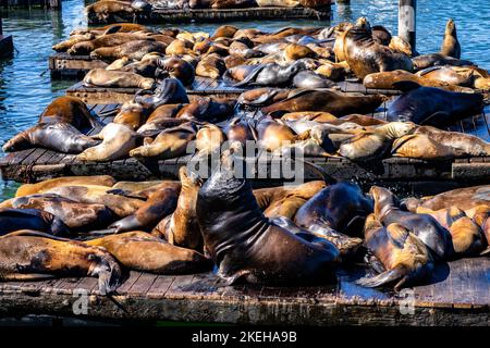 Eine Gruppe von Seelöwen, die am Meer sonnenbaden Stockfoto