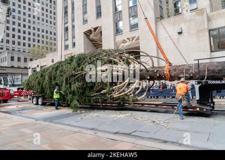 New York, USA. 12.. November 2022. 2022 Rockefeller Center Christmas Tree, eine 82-Fuß-Norwegerfichte, die am 12. November 2022 nach New York City geliefert wurde. (Foto von Lev Radin/Sipa USA) Quelle: SIPA USA/Alamy Live News Stockfoto