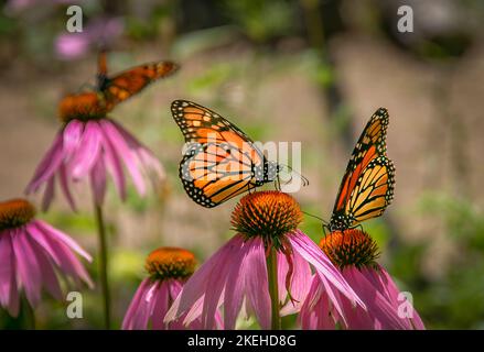 Monarch Schmetterlinge (Danaus plexippus) auch bekannt als Wanderer Schmetterling auf einer Kegelblume (Echinacea purpurea) Stockfoto