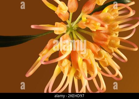 Isolierte Nahaufnahme von Grevillea 'Apricot Glow'-Blütenstand und Blatt Stockfoto