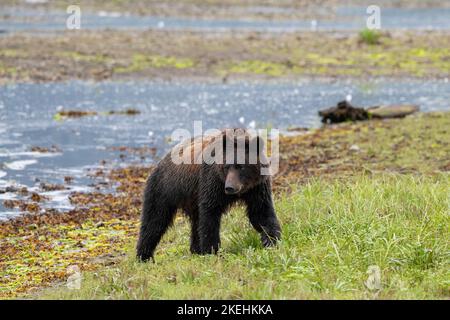 USA, Alaska, Admiralty Island, Pack Creek. Braunbär (WILD: Ursus arcto) Stockfoto