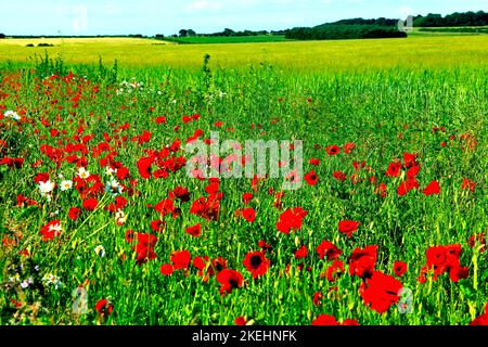 Rotfeldmohn, gelbes Gerstenfeld, Landwirtschaft, Nord-Norfolk, England, Großbritannien Stockfoto