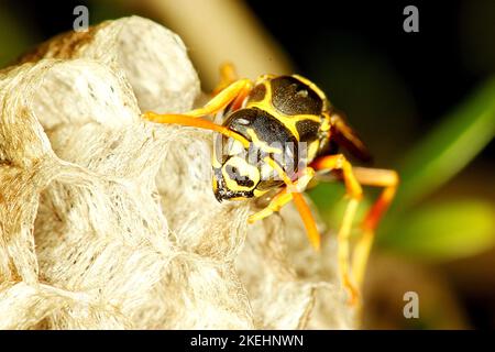 Asiatische Papierwespe (Polistes chinensis) auf Nest Stockfoto