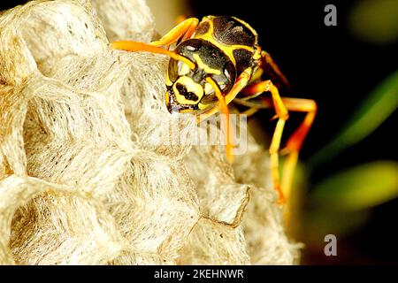 Asiatische Papierwespe (Polistes chinensis) auf Nest Stockfoto