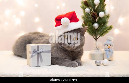 Niedliche Katze in Weihnachtsmann Hut auf Weihnachtsschmuck Hintergrund. Britische Katze mit Weihnachtsbaum und Geschenk. Frohes neues Jahr. Stockfoto