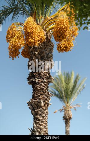 Orangefarbene unreife Früchte des Dattelbaums hängen von einer hohen Palme, die sich auf dem Hintergrund des blauen Himmels befindet Stockfoto