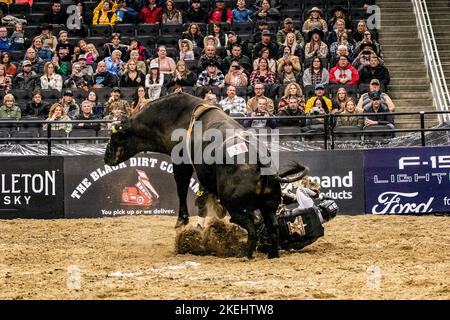 Edmonton, Kanada. 10.. November 2022. Lonnie West wird beim Werfen bei den Canadian National Professional Bull Riding Championships abgeschnitten. (Foto von Ron Palmer/SOPA Images/Sipa USA) Quelle: SIPA USA/Alamy Live News Stockfoto