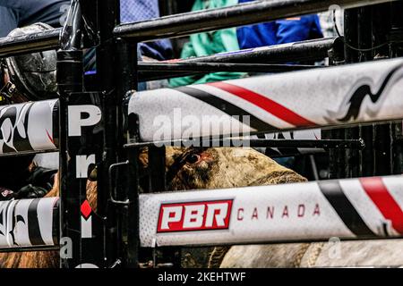 Edmonton, Kanada. 10.. November 2022. Einer der Bullen erwartet seine Runde im Ring bei den Canadian National Professional Bull Riding Championships. (Foto von Ron Palmer/SOPA Images/Sipa USA) Quelle: SIPA USA/Alamy Live News Stockfoto