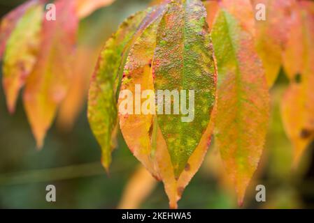 Prunus serotina, wilde schwarze Kirsche bunte Herbstblätter mit Wassertropfen Nahaufnahme selektive Fokus Stockfoto