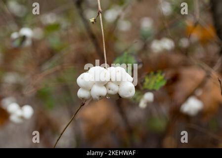 Symphoricarpos albus, gemeinsame Schnebeeren weiße Beeren auf Zweig Nahaufnahme selektiven Fokus Stockfoto