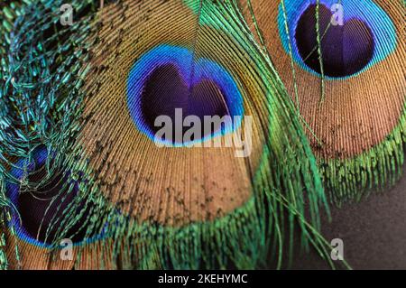 Schöne Pfau Feder Nahaufnahme. Feder isoliert. Einzelne Feder Makro. Stockfoto