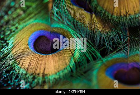 Schöne Pfau Feder Nahaufnahme. Feder isoliert. Einzelne Feder Makro. Stockfoto