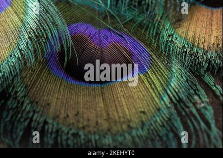 Schöne Pfau Feder Nahaufnahme. Feder isoliert. Einzelne Feder Makro. Stockfoto