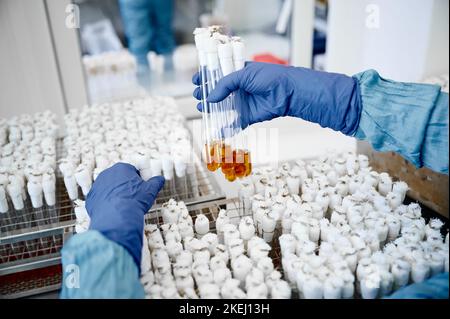 Techniker arbeitet an der Schaffung einer speziellen Bakterienkultur Stockfoto