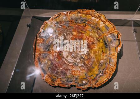 Ein Abschnitt eines versteinerten prähistorischen Baumes. Geologie und Paläobiologie Stockfoto