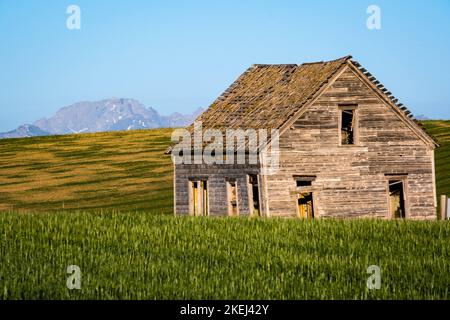 Ein altes Gehöft, umgeben von Weizenfeldern und den Grand Tetons im Hintergrund, Eastern Idaho, USA Stockfoto